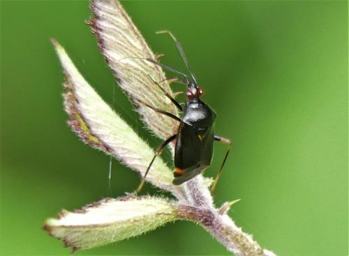 Réf. 260 544 : Deraeocoris ruber